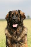 LEONBERG 766